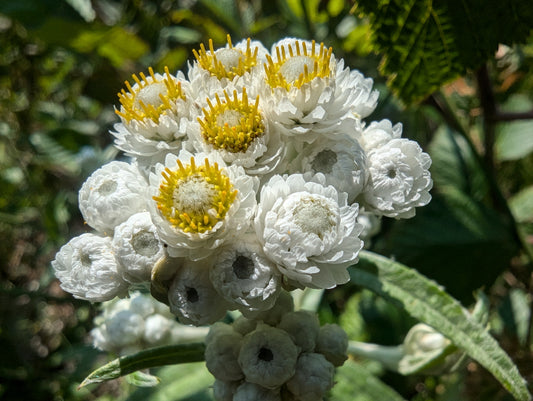 Pearly Everlastings