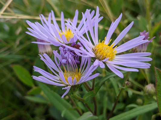 Purple-stemmed Aster