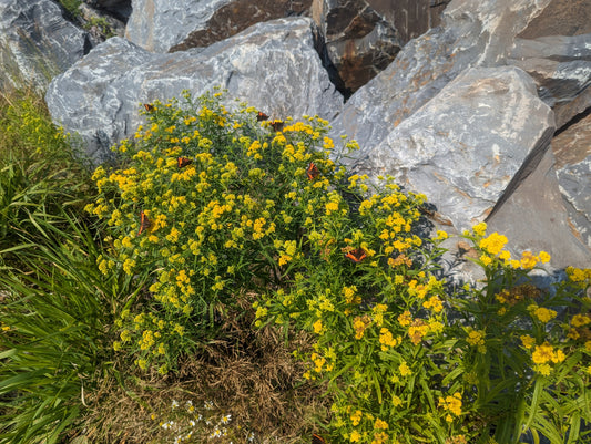Grass-leaved Goldenrod