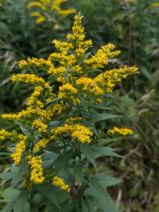 Brenda's Goldenrod