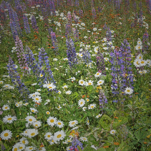 'For the bees' Newfoundland wildflower seed mix