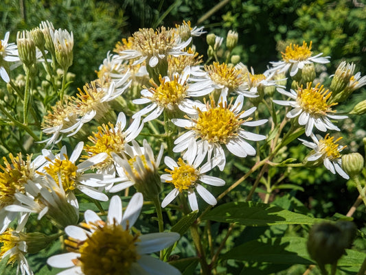 Flattop White Aster