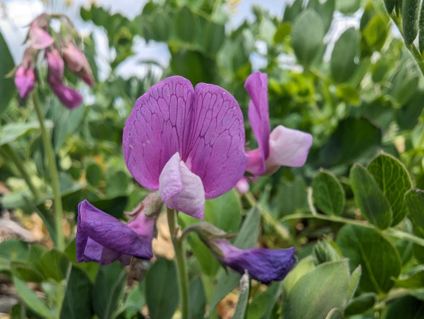 Beach Pea