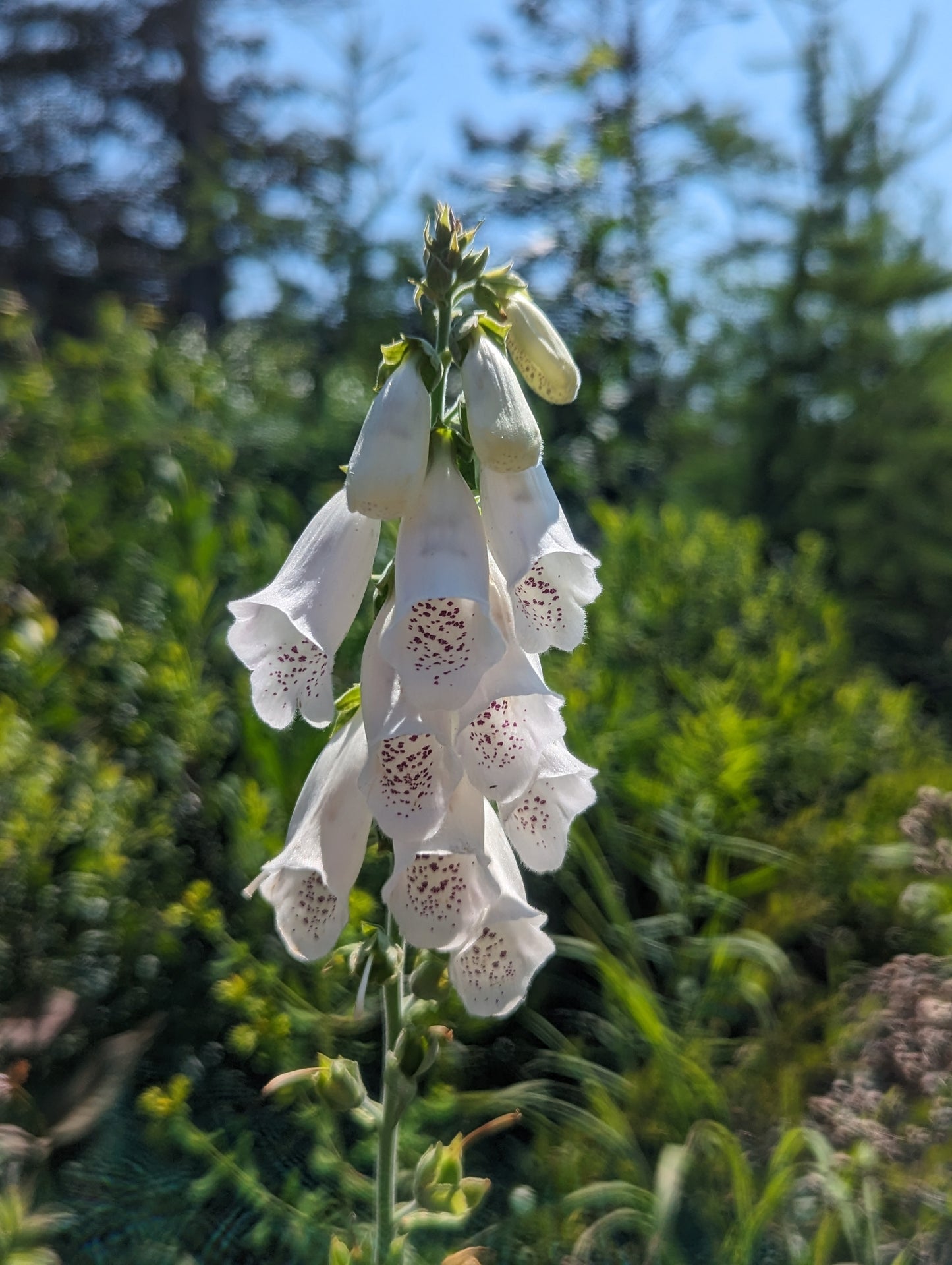 Foxglove