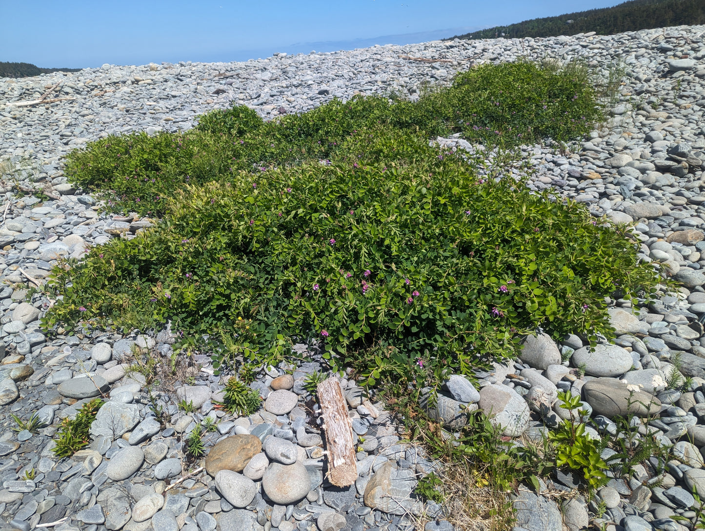 Beach Pea