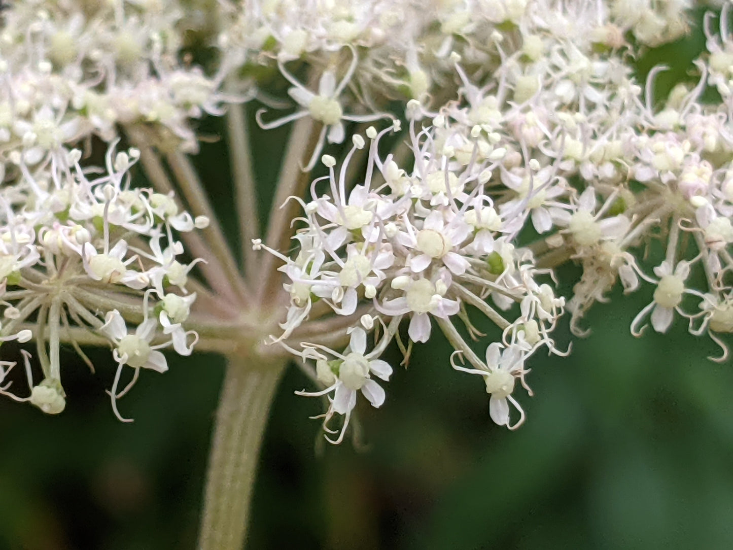 Woodland Angelica