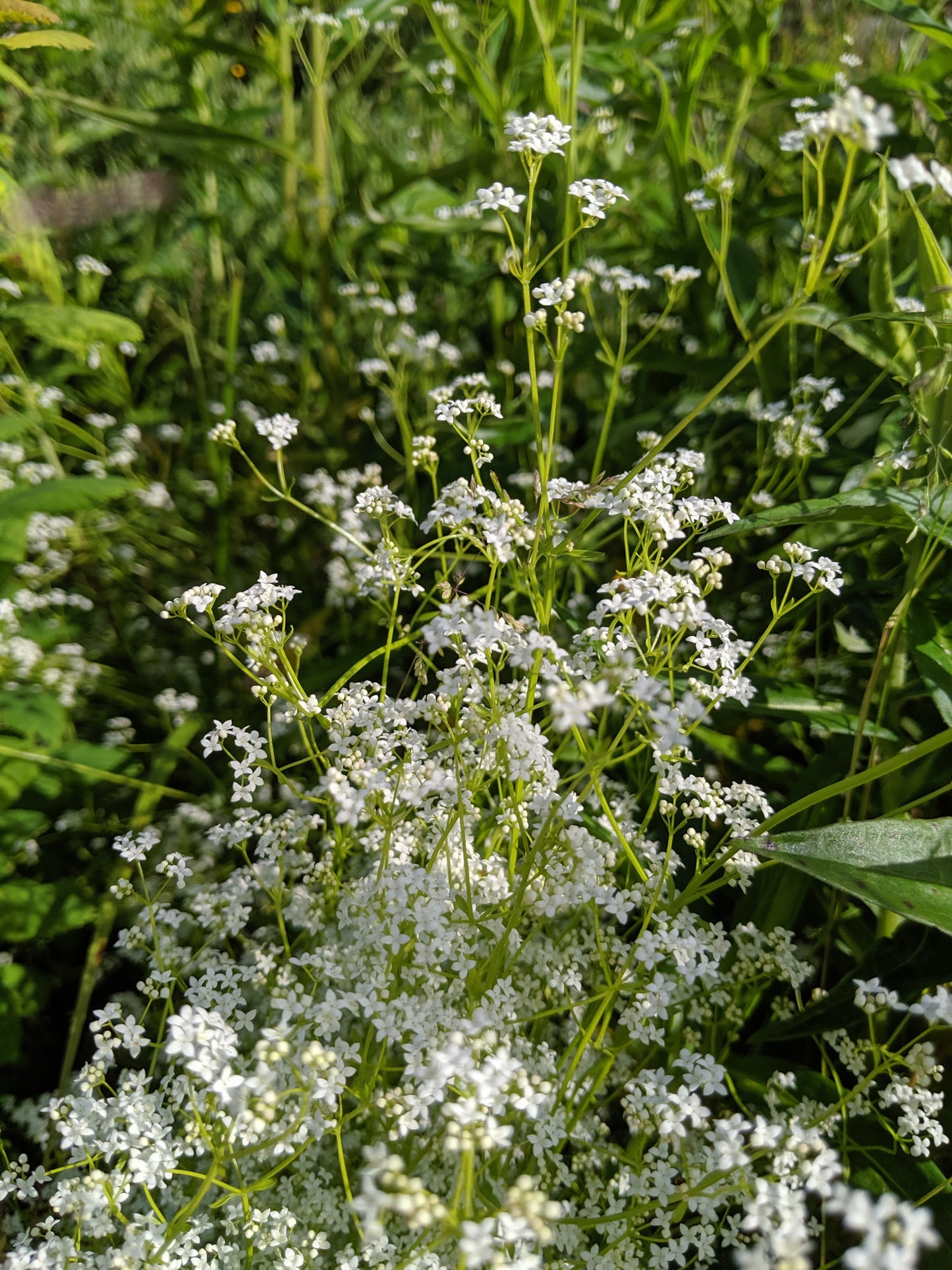 Marsh Bedstraw