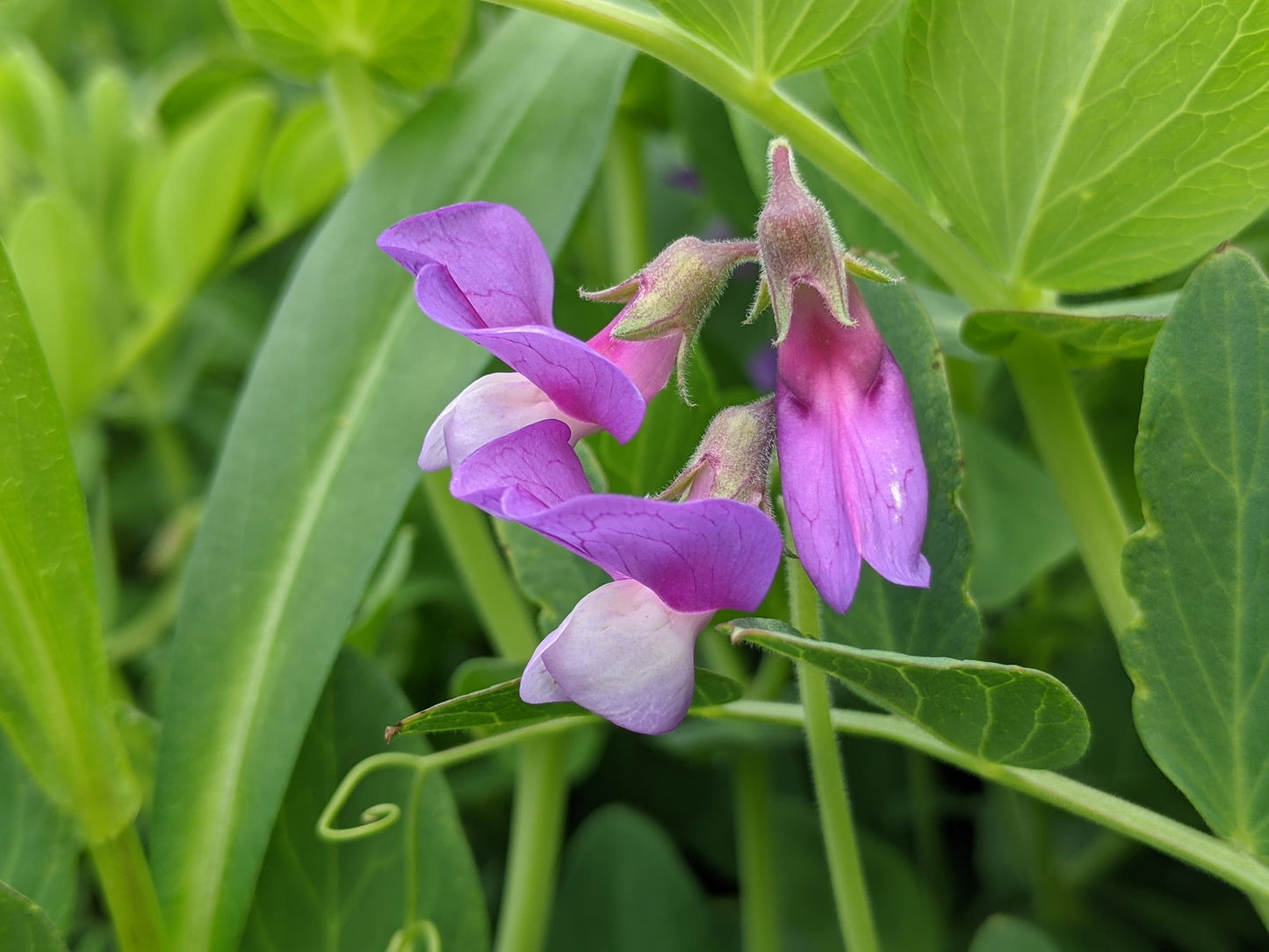 Beach Pea