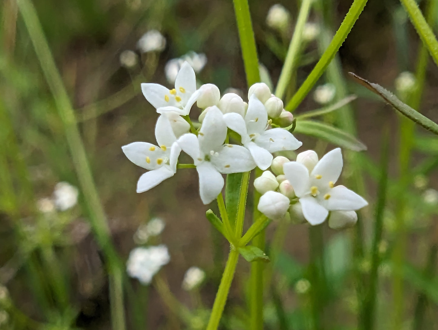 Marsh Bedstraw