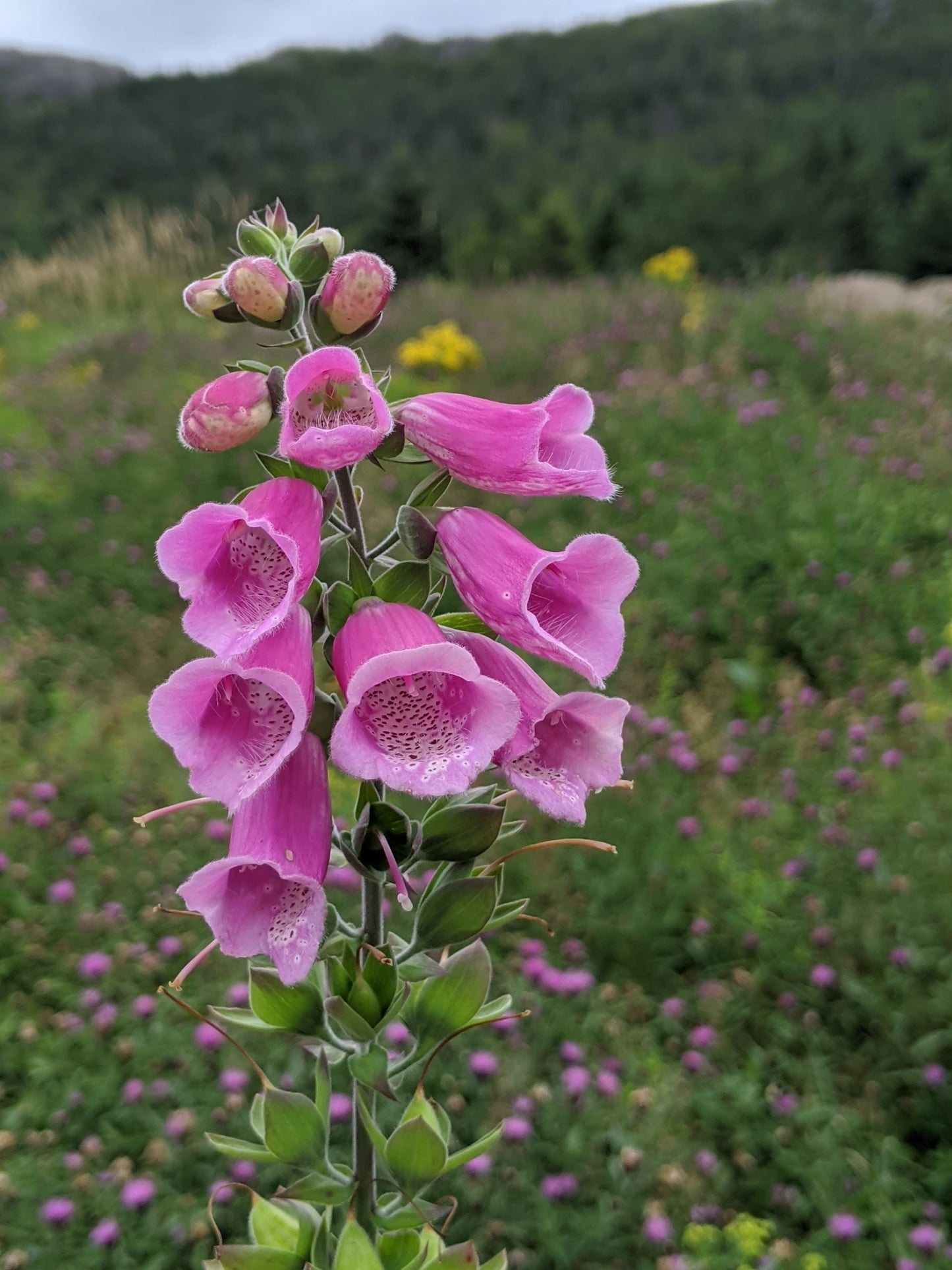 Foxglove