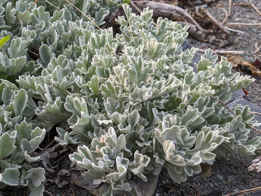 Beach wormwood 'Dusty Miller'