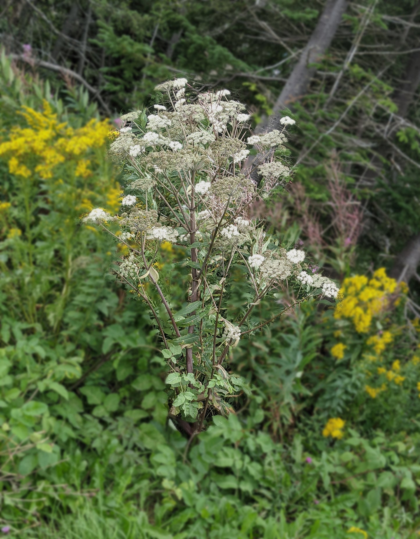 Woodland Angelica
