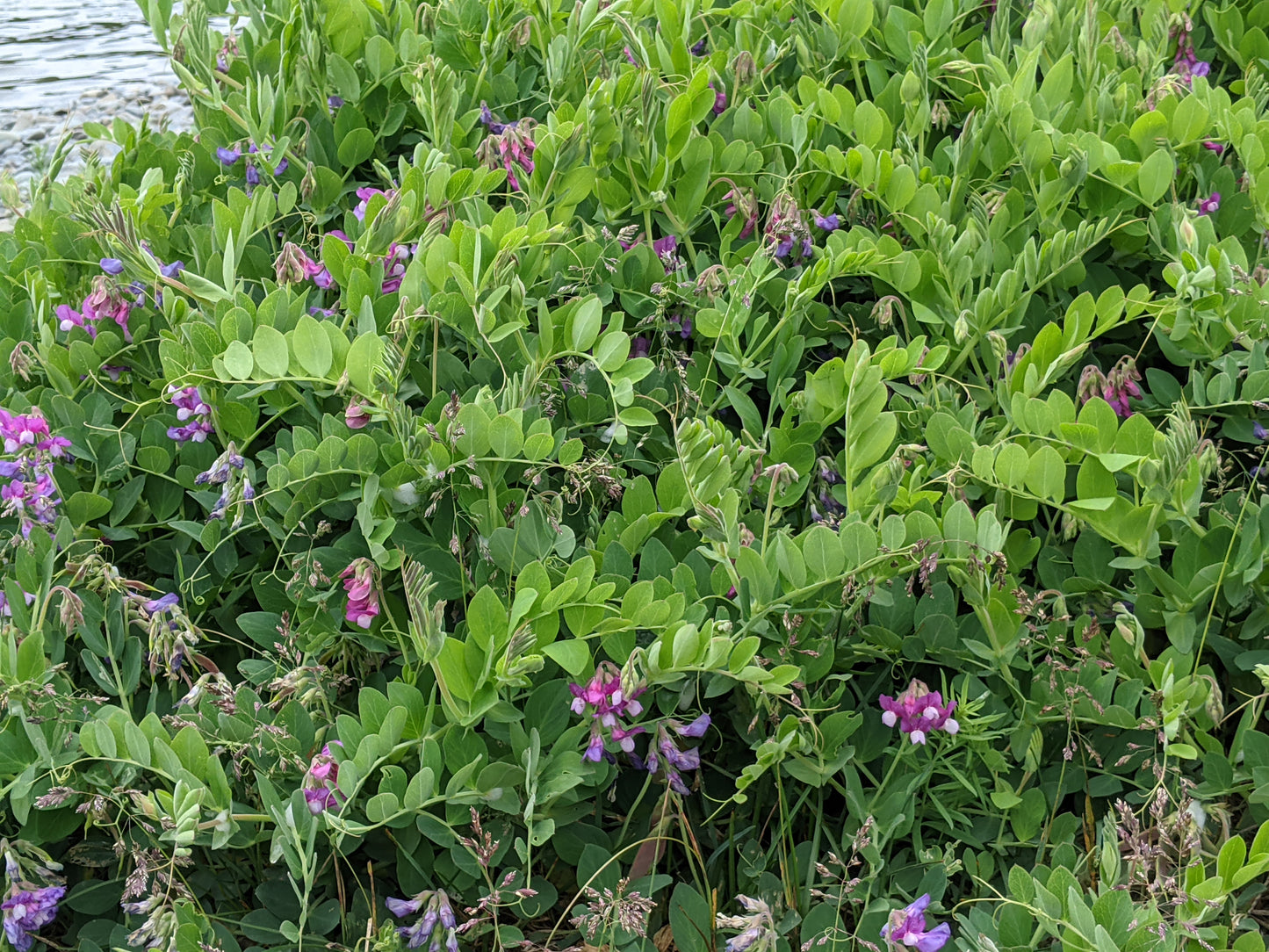 Beach Pea