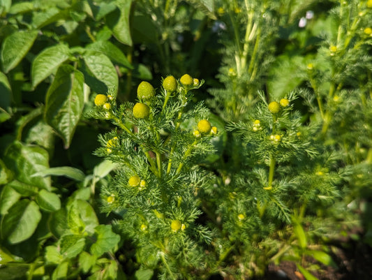 Pineappleweed