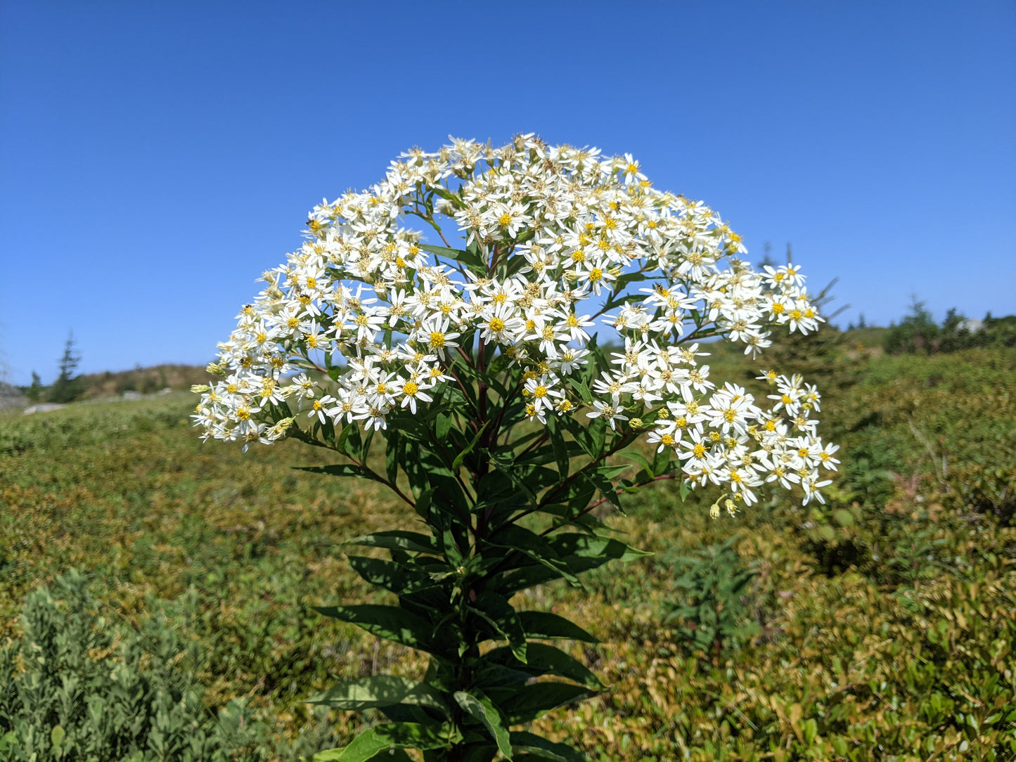 Flattop White Aster