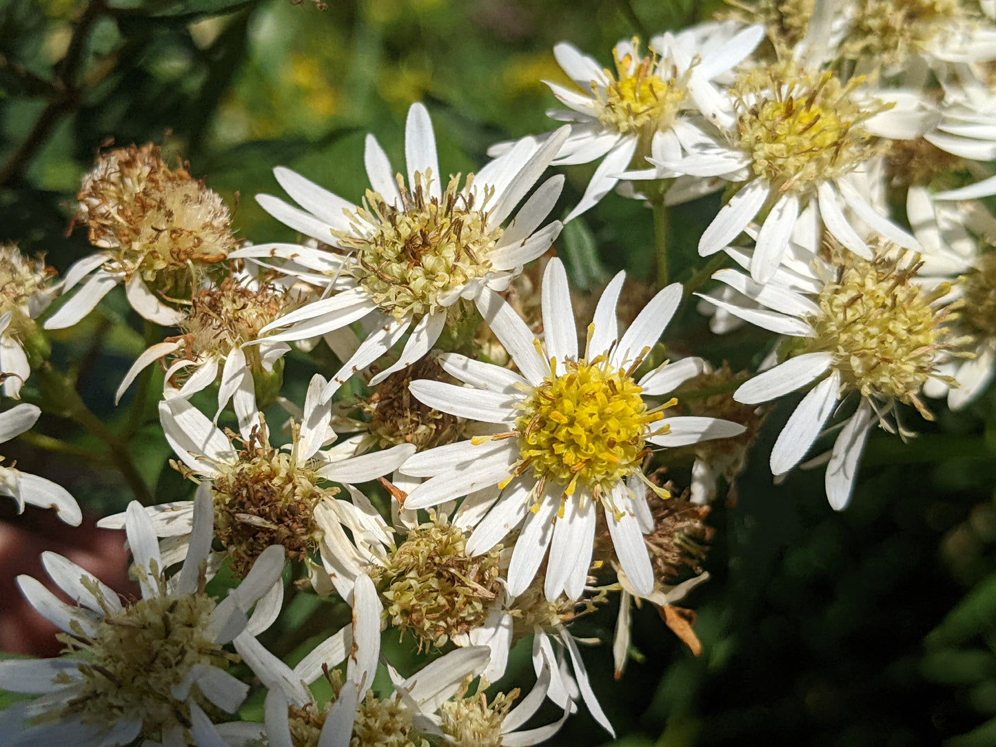 Flattop White Aster