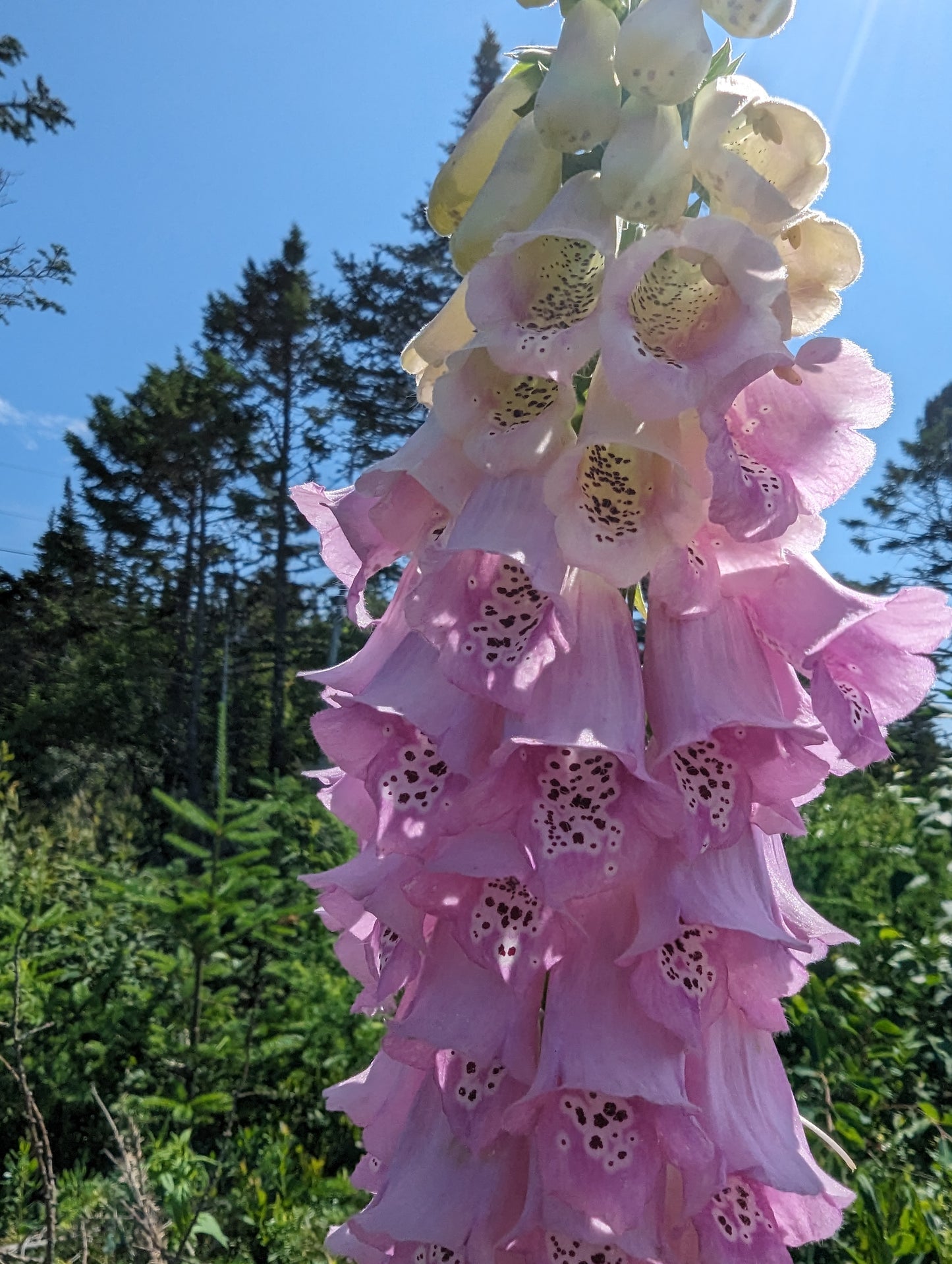 Foxglove