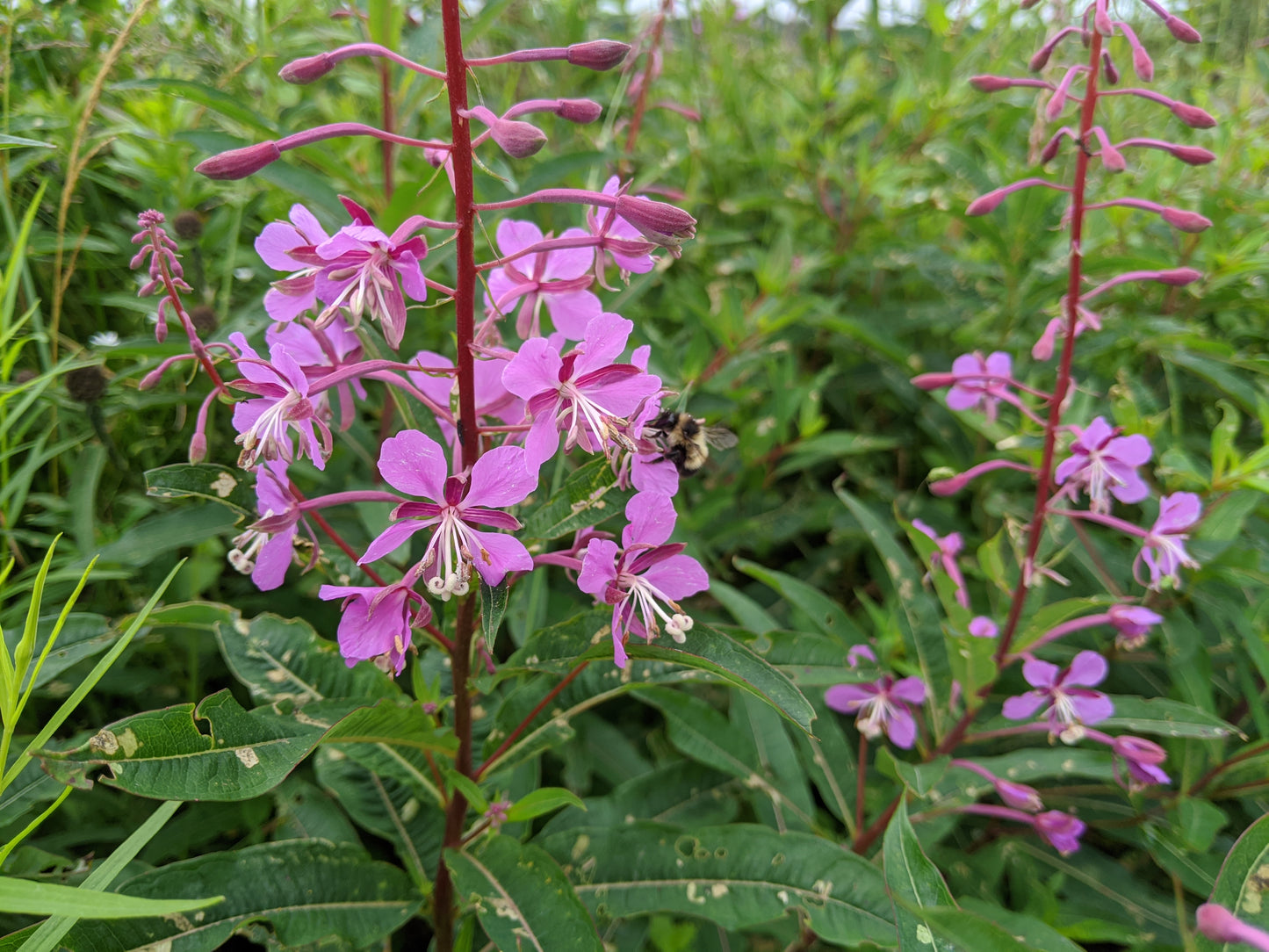 Fireweed