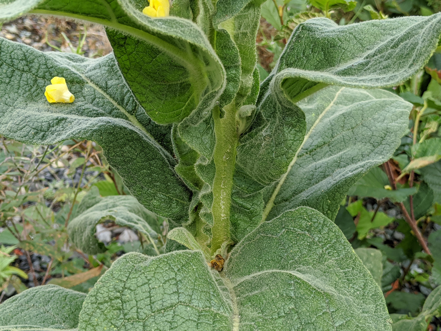 Mullein