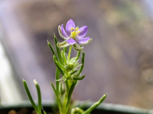 Red Sandspurry