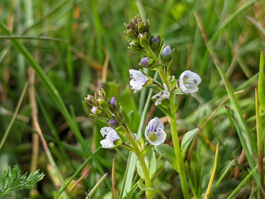 Thyme-leaf Speedwell