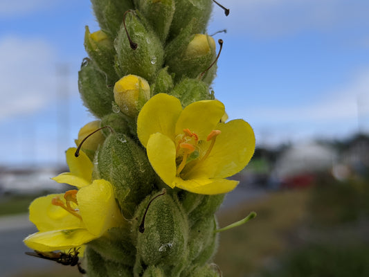 Mullein