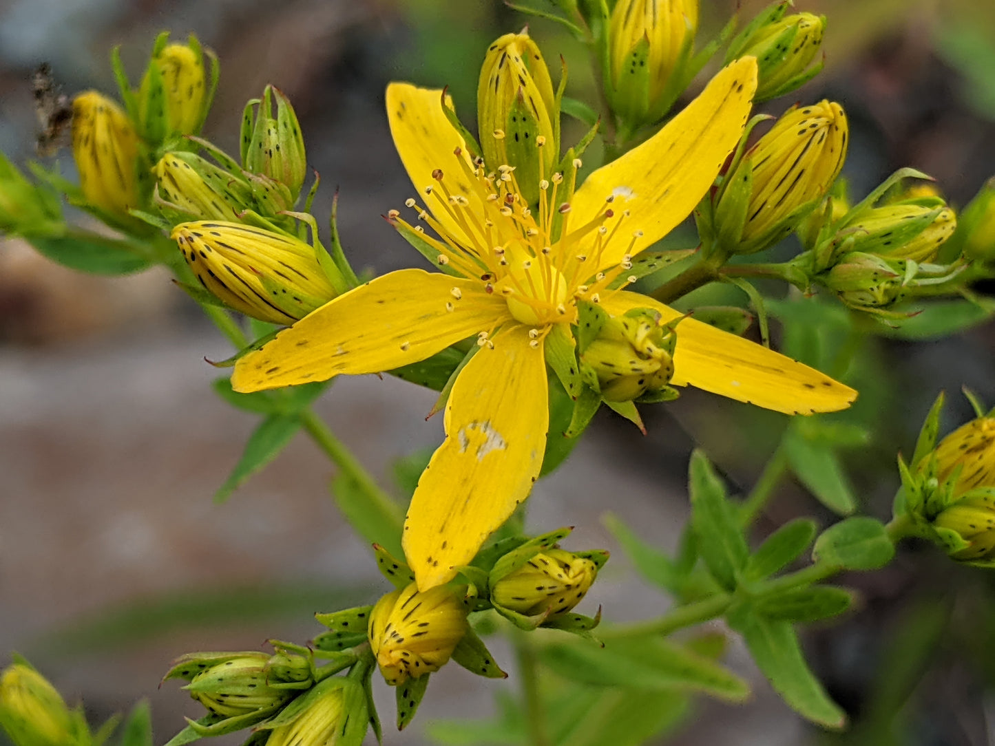 St. John's wort