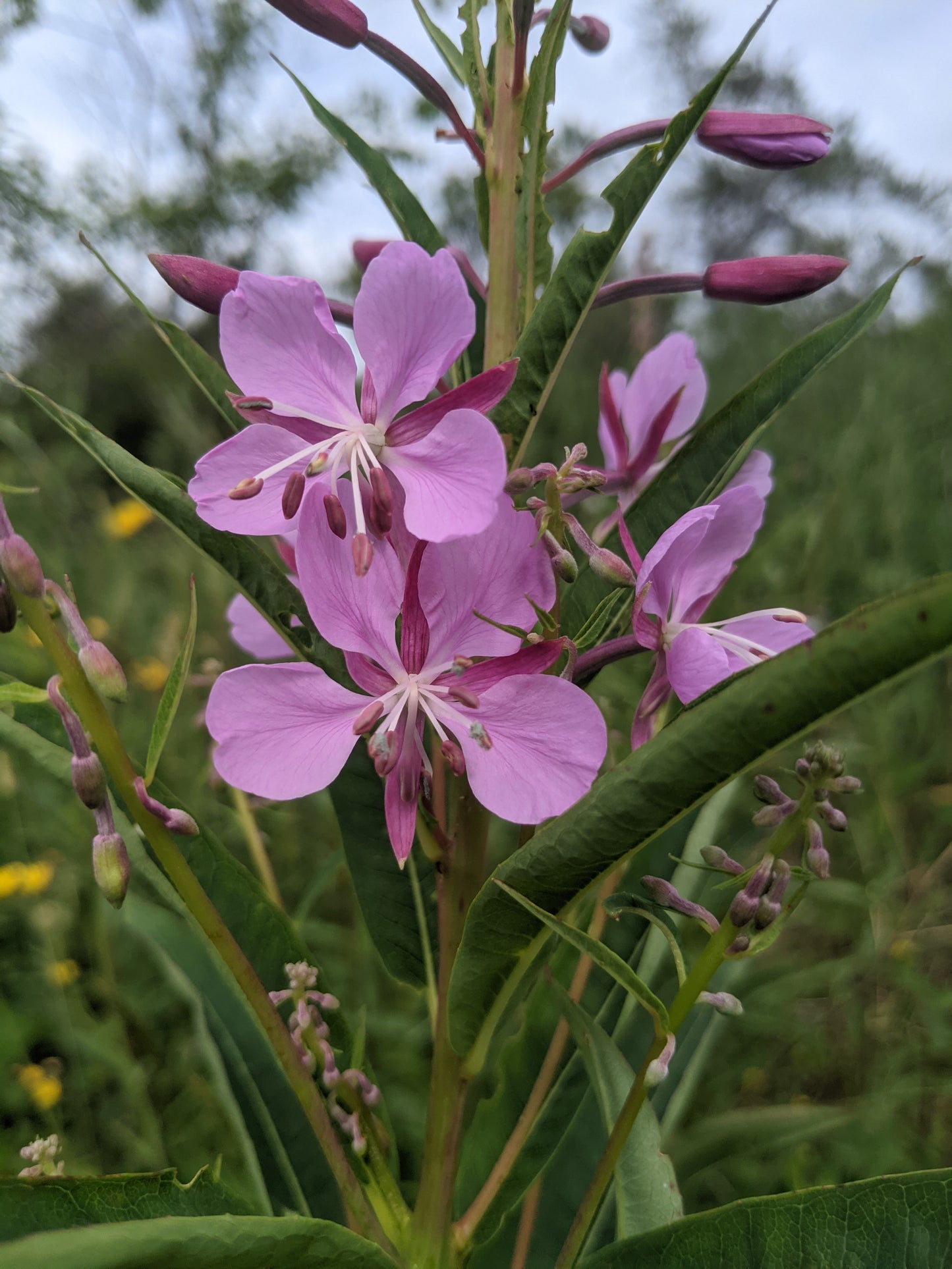 Fireweed